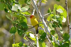 go bird watching in winthrop washington bring your camera